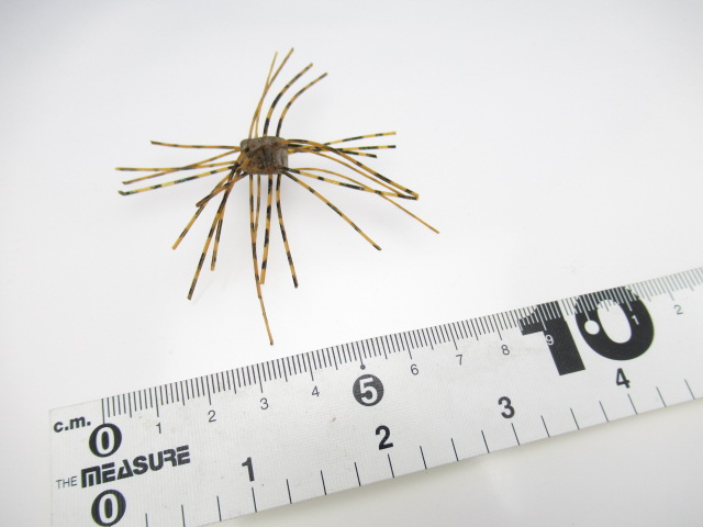 SaikoroRubber Vol.1(8mm)