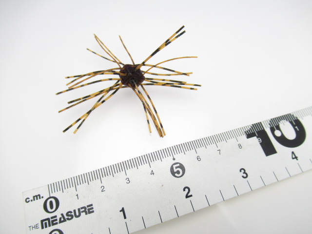 SaikoroRubber Vol.1(8mm)