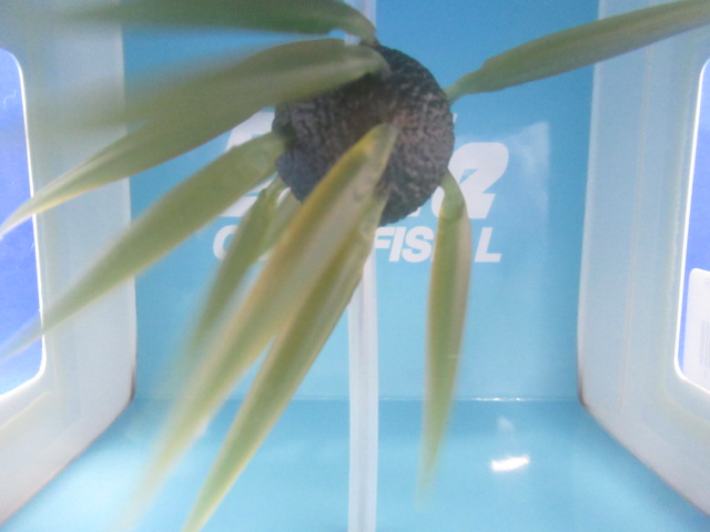 HU COIKE FISH L Elastomer