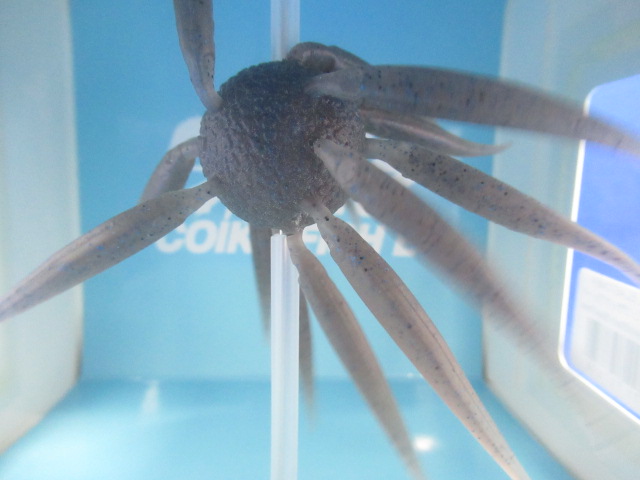 HU COIKE FISH L Elastomer