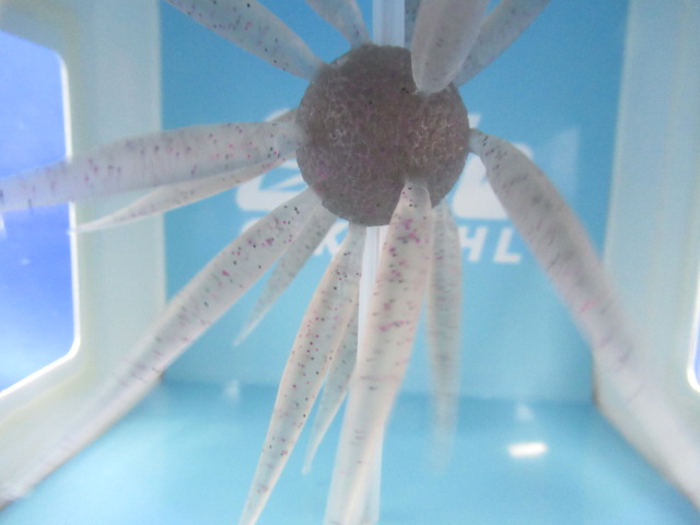 HU COIKE FISH L Elastomer