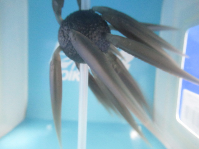 HU COIKE FISH L Elastomer